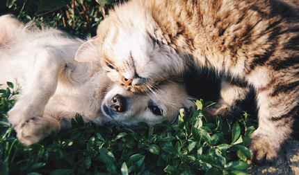 Hund och katt ute på gräsmatta