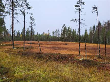 Våtmark