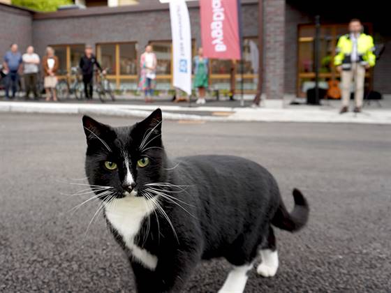 Katt på invigning av Kvarteret Violen