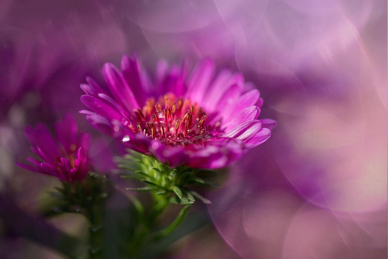 Höst-lila-aster-blommor.jpg