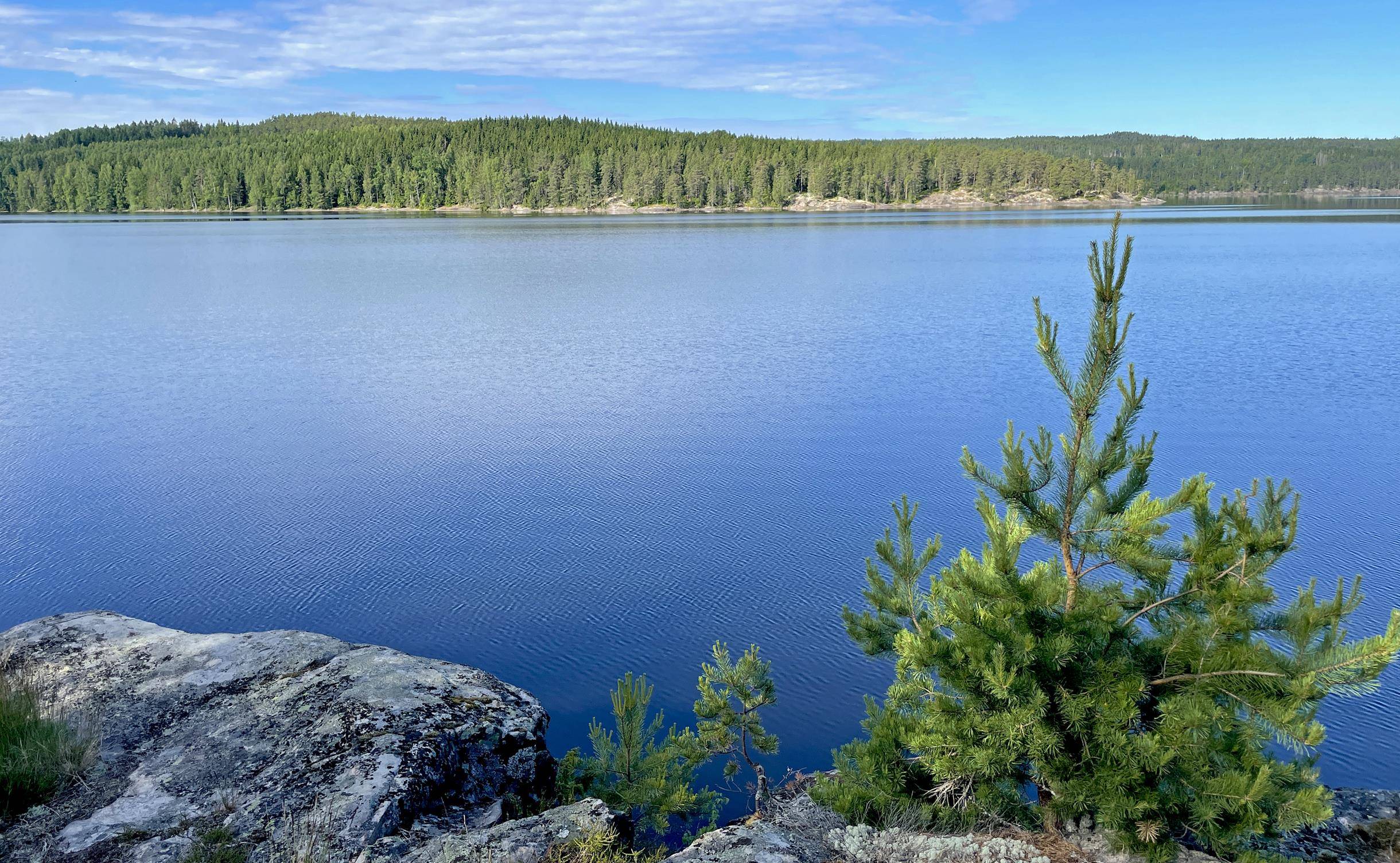 Sjö med skog i fjärran och en liten gran i förgrunden